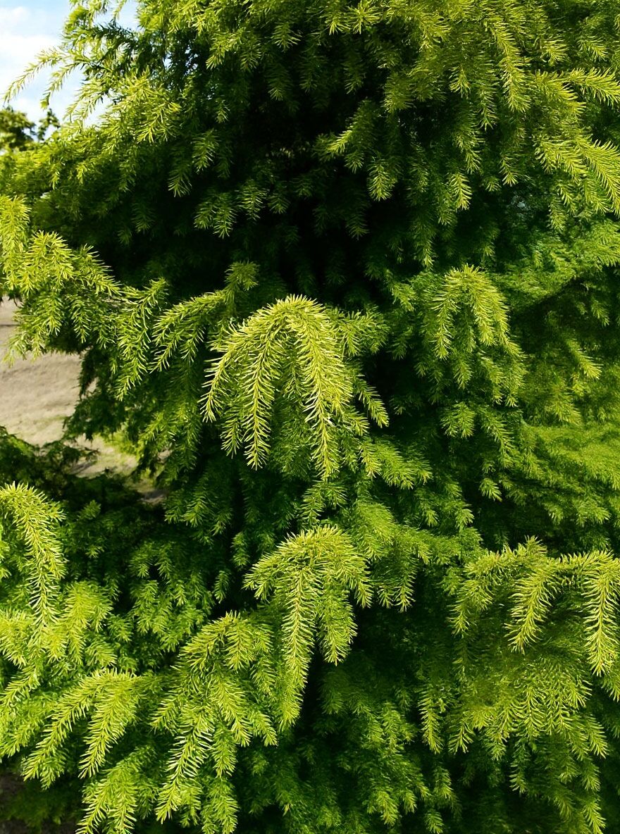 Gelbe Adlerschwingen-Eibe - Taxus baccata 'Dovastoniana Aurea' - Baumschule  NewGarden