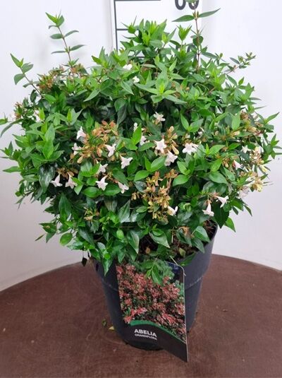 Abelia grandiflora Großblumige Abelie Pflanze mit grünen Blättern und weißen Blüten in schwarzem Topf, Baumschule.