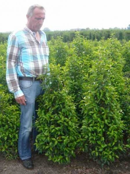 Portugiesischer Kirschlorbeer / Portugiesischer Kirschlorbeer