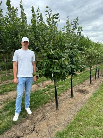 Birnen-Quitte Cydonia oblonga 'Vranja' Halbstamm 12-14 StU, junger Baum mit Stamm und dichter grüner Krone in Baumschule