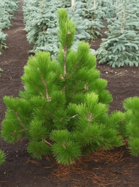 Pinus heldreichii 'Horák' / Schlangenhaut-Kiefer 'Horák', 80-100 cm m. B., kompakter Nadelbaum mit dichten, grünen Nadelbüscheln