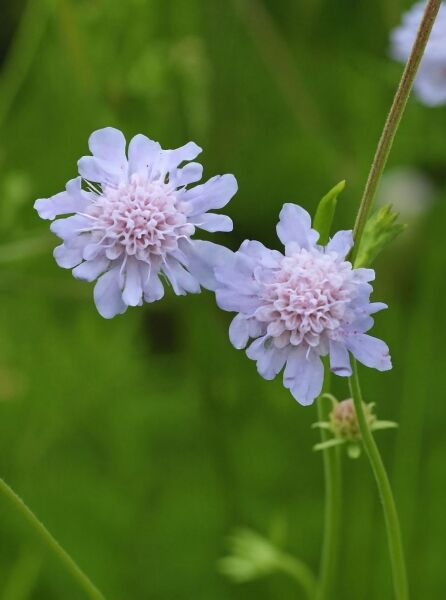 Scabiosa canescens (Graublättrige Skabiose) mit zwei hellvioletten Blüten an schlankem Stiel in Nahaufnahme