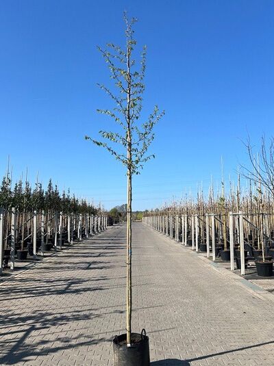Parrotia persica, Eisenholzbaum (Parrotie) Hochstamm 10-12 StU im Container, schlanker Stamm mit lockerem Laubtrieb