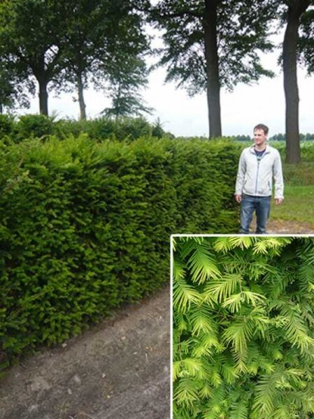 Eibe / Heimische Eibe / Fertighecke / Heckenelement 150 cm / Taxus baccata