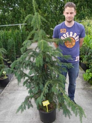ficus dracena Potted Snake Plant, Dracaena & Ficus Bundle
