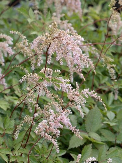 Astilbe thunbergii 'Betsy Cuperus' / Hohe Prachtspiere