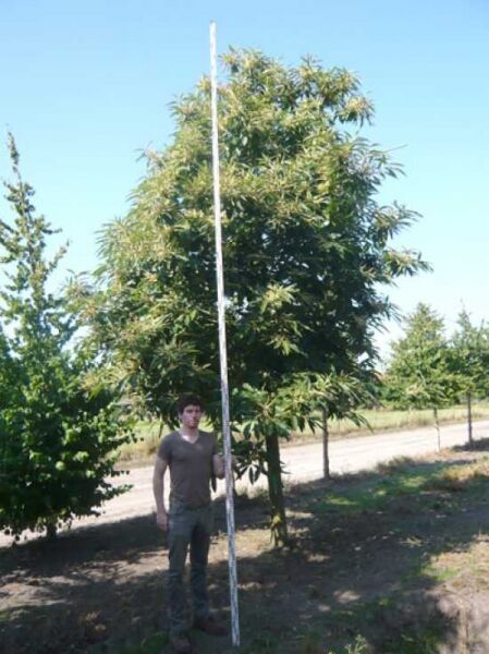 Gefülltblühende Rosskastanie Aesculus hippocastanum 'Baumannii', Hochstamm 35–40 StU, mit Laubkrone im Freiland.