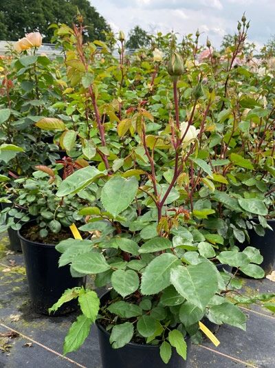 Rosa 'Mentor'® / Beetrose 'Mentor'® C5 im Topf mit grünem Laub und mehreren aufrechten Trieben mit Knospen.