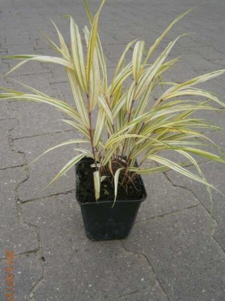 Gold-Japan-Berggras 'Aureola' (Hakonechloa macra 'Aureola') P9 im Topf, horstbildend mit cremegelb-grün gestreiften Blättern.