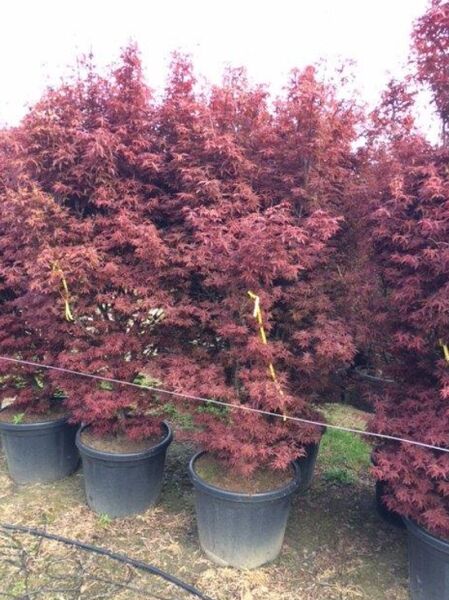 Fächer-Ahorn Acer palmatum 'Skeeter's Broom', 200–250 cm, C80, im Container mit dunkelrotem, fein geschlitztem Laub