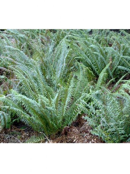 Kronenfarn / Osmunda claytoniana