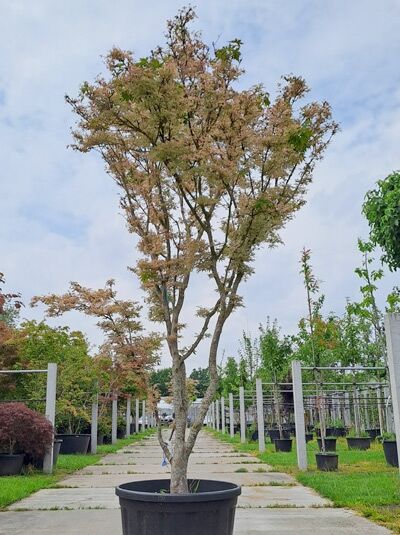 Japanischer Fächer-Ahorn 'Ukigumo' 300-350 cm  / Japanischer Fächer-Ahorn 'Ukigumo' 300-350 cm 