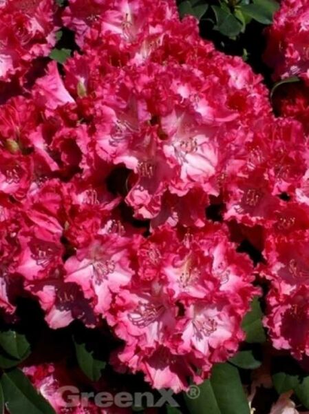 Rhododendron Hybride 'Germania ®' / Rhododendron 'Germania'