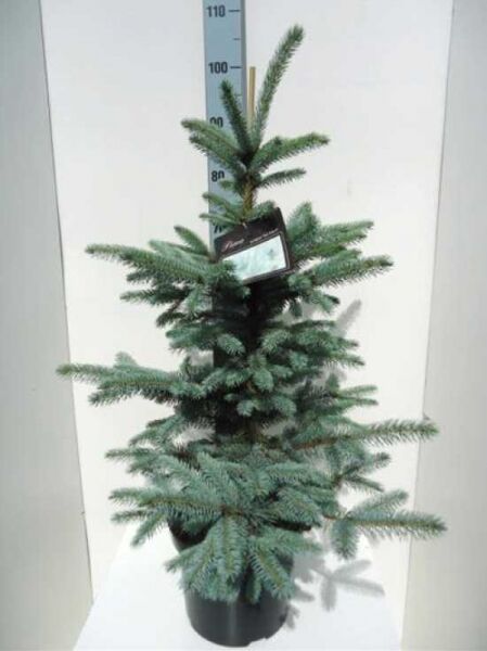 Picea pungens 'Fat Albert' / Blaue Stech-Fichte 'Fat Albert' 60–80 cm C7 im Topf, aufrecht wachsend mit blaugrünen Nadeln