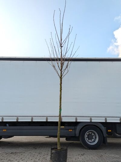 Prunus serrulata 'Pink Perfection' / Japanische Zierkirsche 'Pink Perfection' Hochstamm, im Container, unbelaubt