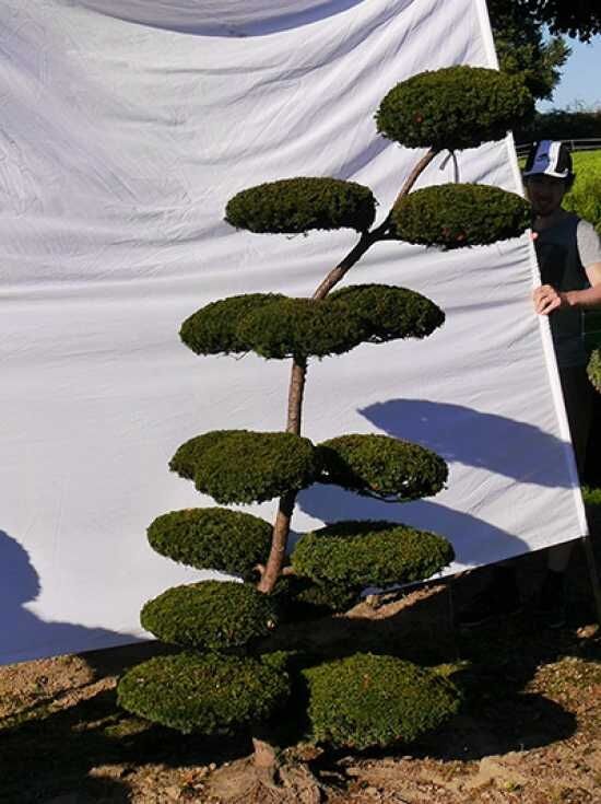 Garten-Bonsai (0233) - Taxus baccata H: 200 cm B: 110 cm - Baumschule  NewGarden