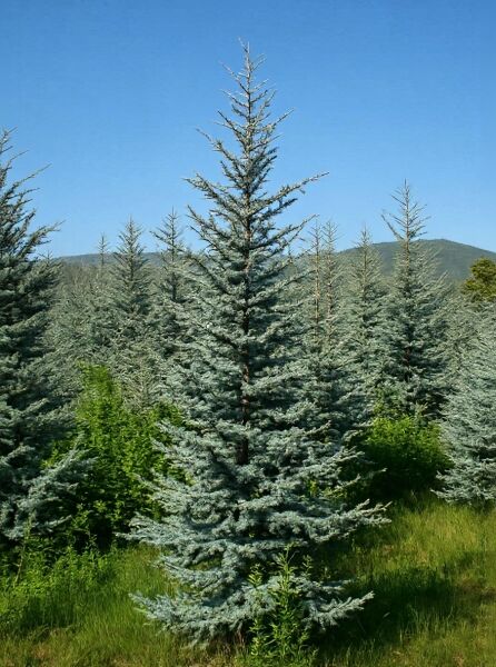 Blaue Libanon-Zeder (Cedrus libani 'Glauca') 400-450 cm m. Db., aufrecht wachsender Nadelbaum mit blaugrünen Nadeln