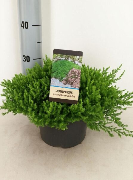 Juniperus procumbens 'Nana', Japanischer Kriech-Wacholder, 30–40 cm breit, im C5-Topf mit grünem, kriechendem Nadelwerk