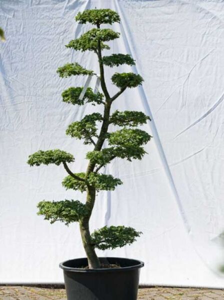 Garten-Bonsai (580) / Ulmus minor 'Jacqueline Hillier' H: 180 cm B: 80 cm