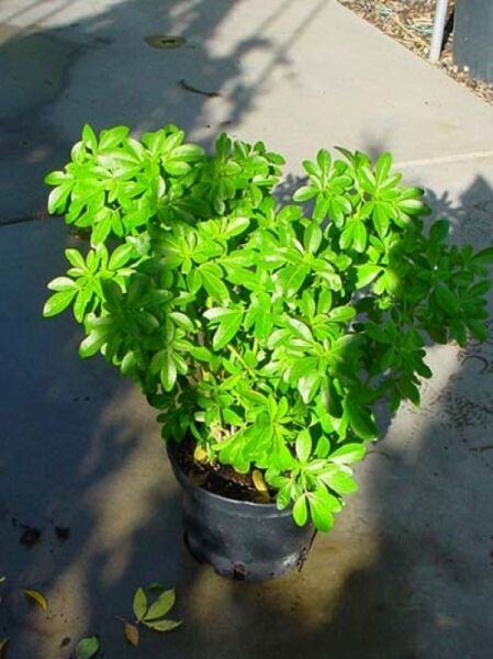 Choisya ternata (Orangenblume) 40–50 cm C5, kompakter Strauch im schwarzen Pflanztopf mit glänzend grünem Laub.