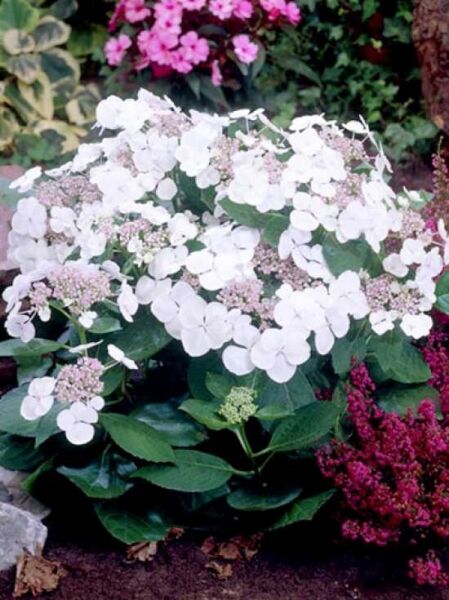 Hydrangea macrophylla 'Teller Snow' / Teller-Hortensie 'Teller Snow'