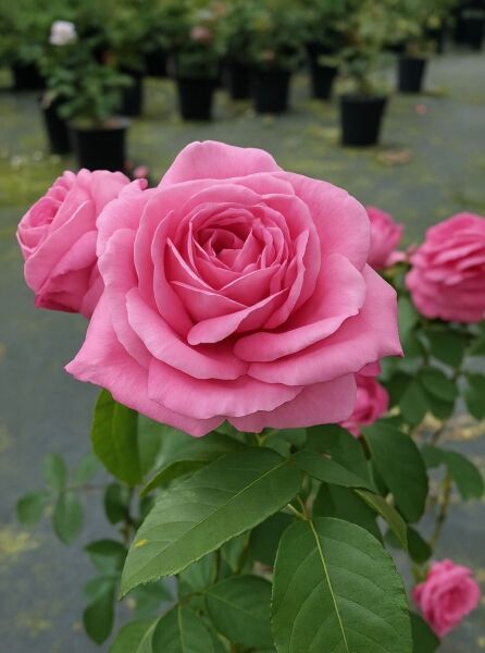 Englische Rose 'Gertrude Jekyll' (Rosa 'Gertrude Jekyll ®') mit großer, gefüllter, rosafarbener Blüte und grünem Laub