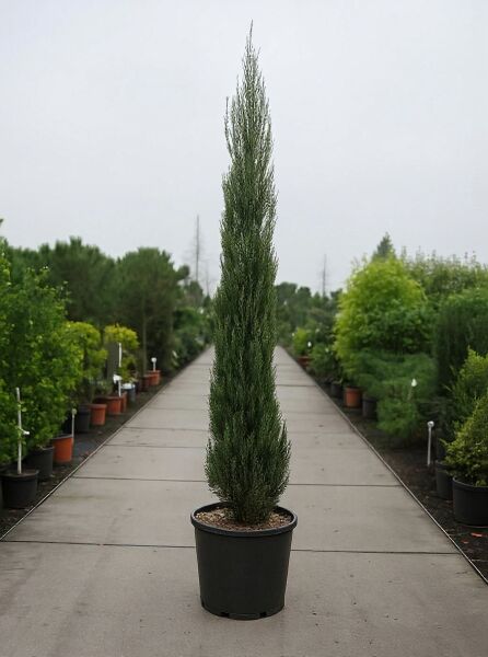 Juniperus scopulorum 'Skyrocket' (Raketen-Wacholder) 250-275 cm C70, schlanker säulenförmiger Nadelgehölz im Container
