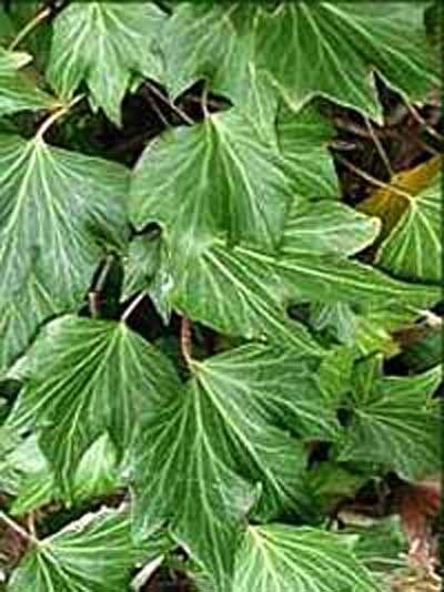Efeu 'Green Ripple' / Hedera helix 'Green Ripple'