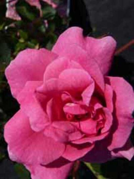 Bodendeckerrose 'Mirato' / Rosa 'Mirato ®'