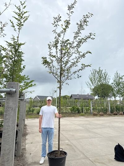 Prunus 'Accolade' / Frühe Zierkirsche 'Accolade' Hochstamm 14-16 StU im Container, junger Baum mit schlankem Stamm und Krone.