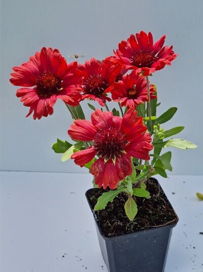 Kokardenblume (Gaillardia x grandiflora) 'Mesa Red' P9 mit roten Blüten und grünem Laub im Topf.