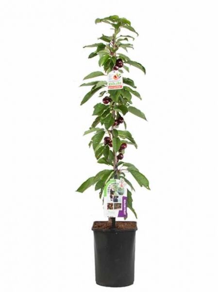 Säulen-Kirsche 'Sweet Cherry' / Prunus 4Sure 'Sweet Cherry'