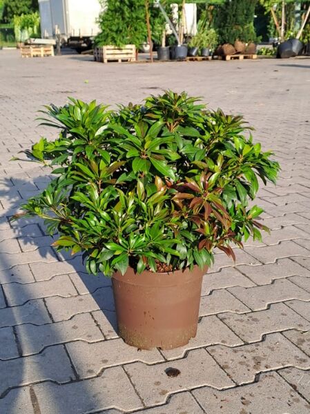 Pieris japonica 'Katsura' / Japanische Lavendelheide 'Katsura' 30-40 cm C5, buschige Pflanze im Topf mit grünem Laub und rötlichem Austrieb