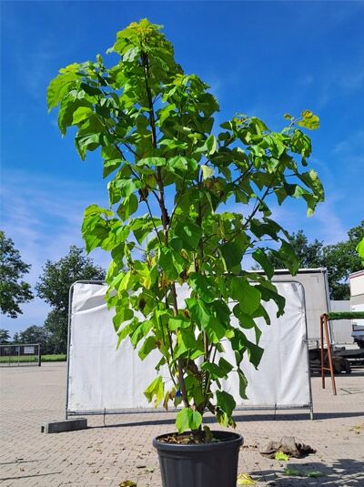 Catalpa-bignonoides-'Aurea'-300-350-cm-(C80)-874391