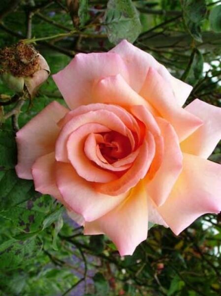 Kletterrose 'Compassion' / Rosa 'Compassion ®'