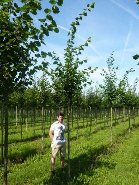 Tilia europaea 'Pallida' / Kaiser-Linde