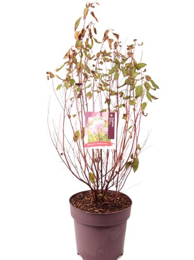 Rosa Säckelblume 'Marie Simon' / Ceanothus pallidus 'Marie Simon'