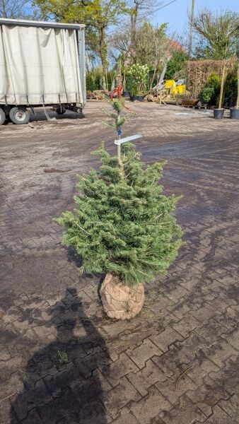 Blaue Kolorado-Tanne 125-150 cm / Abies concolor 'Glauca' 125-150 cm