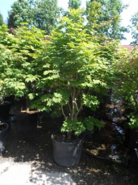 Weinblättriger Japan-Ahorn Acer japonicum 'Vitifolium', mehrstämmiger Strauch im Container, 175-200 cm, C130