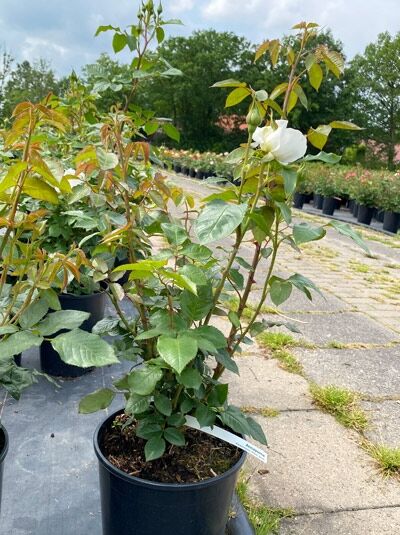 Edelrose 'Annapurna' / Edelrose 'Annapurna'