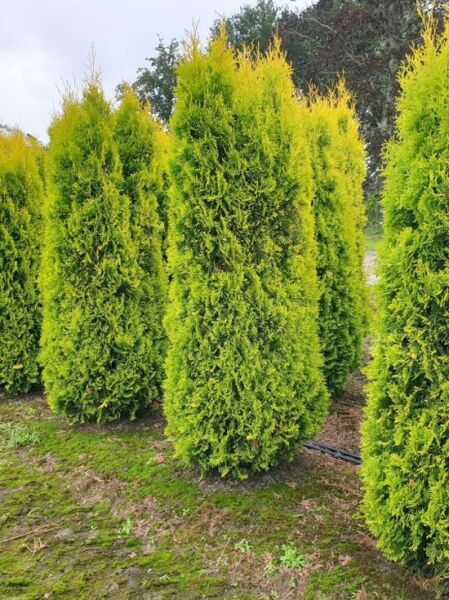 Thuja occidentalis 'Jantar' / Lebensbaum 'Jantar', 175-200 cm, mit Ballen, gelbgrüne, säulenförmige Konifere im Feldbestand