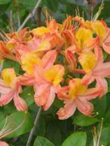 Laubabwerfende Azalee 'Josephine Klinger' / Azalea luteum 'Josephine Klinger' (Genter-Hybrid)