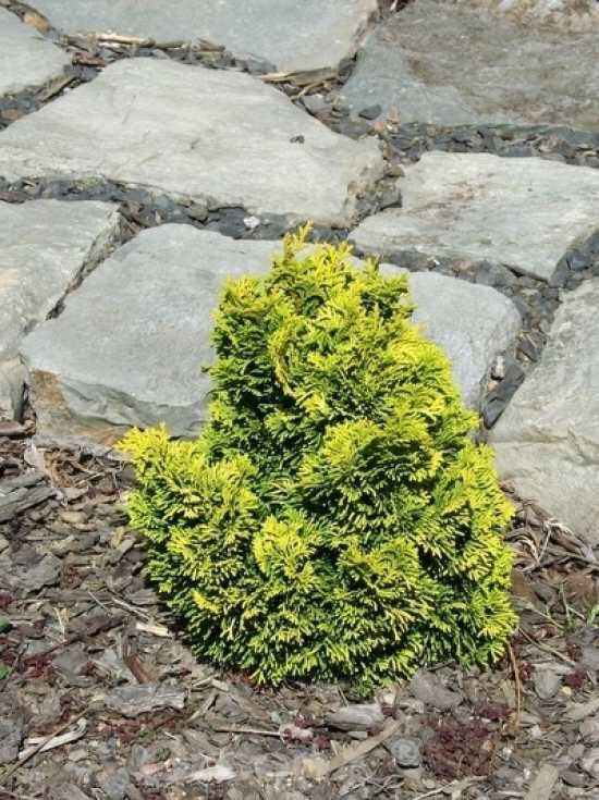 HinokiScheinzypresse 'Aurora' / Chamaecyparis obtusa 'Aurora' kaufen