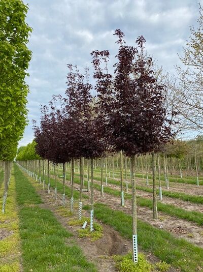 Blut-Ahorn 'Crimson King' / Acer platanoides 'Crimson King'