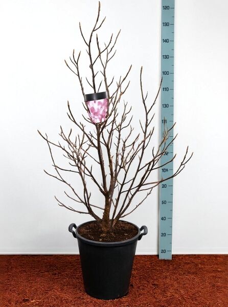 Purpur-Magnolie 'Betty' (Magnolia liliiflora 'Betty'), ca. 125–150 cm, im Container C30 mit verzweigtem Wuchs ohne Laub.
