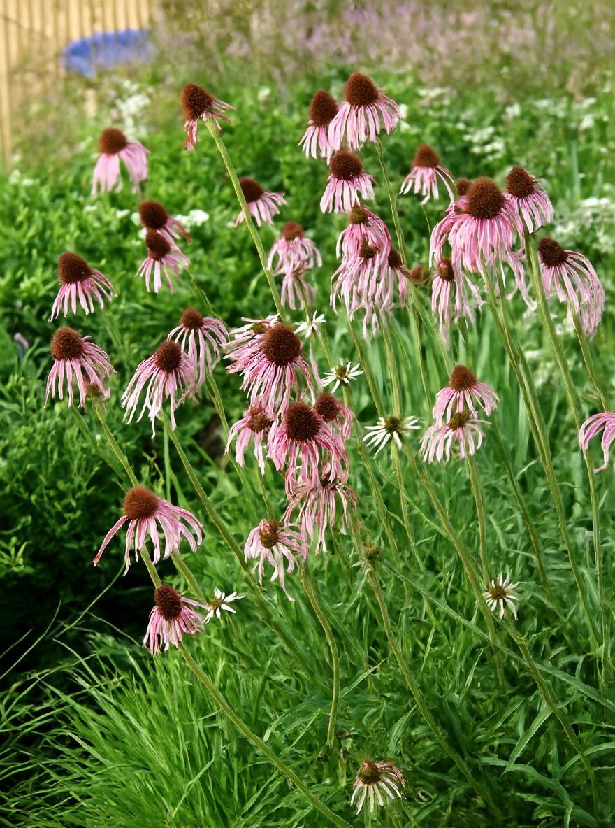 Bleicher Scheinsonnehut - Echinacea pallida - Baumschule NewGarden