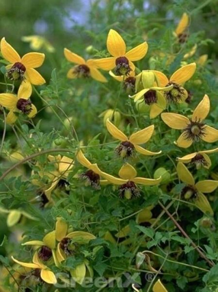Gold-Waldrebe 'Golden Tiara' / Clematis tangutica 'Golden Tiara ®'