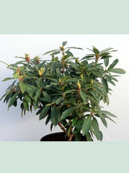 Rhododendron Hybride 'Pfauenauge ®' / Rhododendron 'Pfauenauge' Solitär 60–70 cm Breite im Topf, grünes Laub mit Knospen