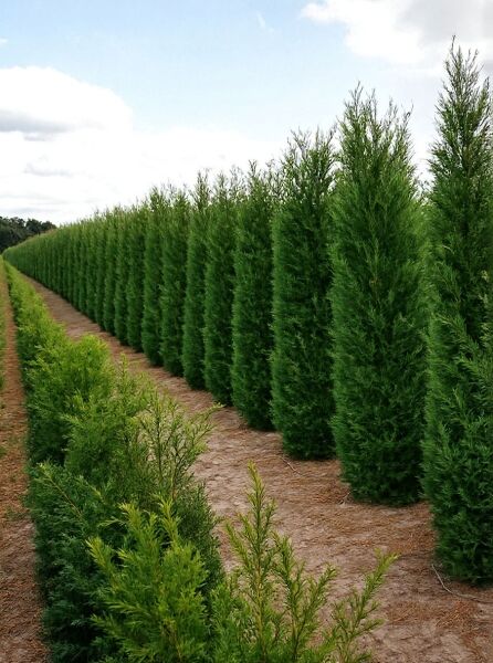 Grüne Bastardzypresse '2001' (Cupressocyparis leylandii '2001') als dichte Reihe auf dem Feld, aufrecht wachsendes Nadelgehölz.