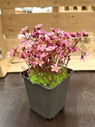 Moos-Steinbrech Saxifraga arendsii 'Pixi Pan Red' im P9-Topf, grüne Polsterpflanze mit zahlreichen rosafarbenen Blüten auf Stielen